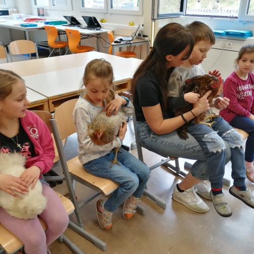 Die Hühner sind los!