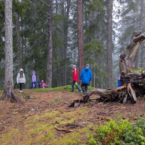 bergwald15