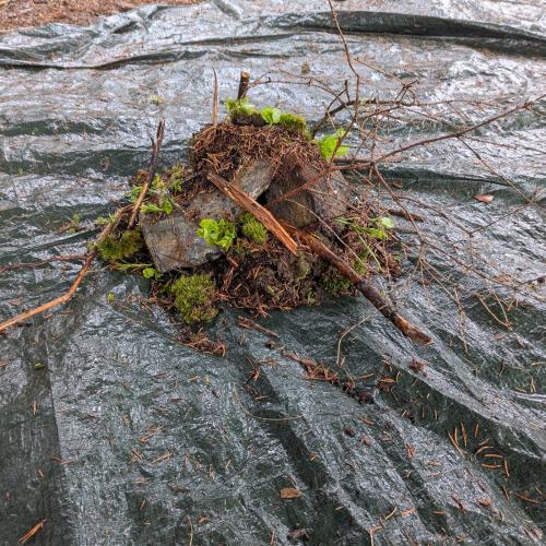 bergwald7