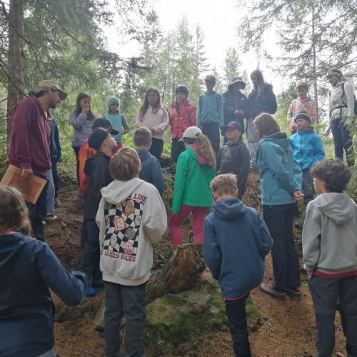 Bergwald26-1