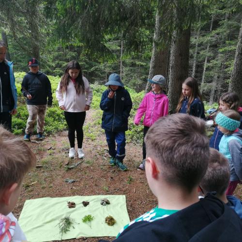 Bergwald26-3