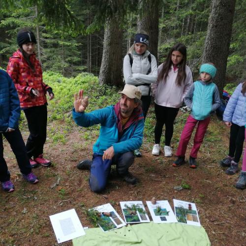 Bergwald26-5