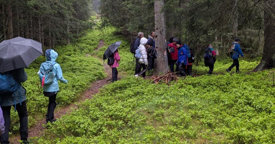 bergwald17
